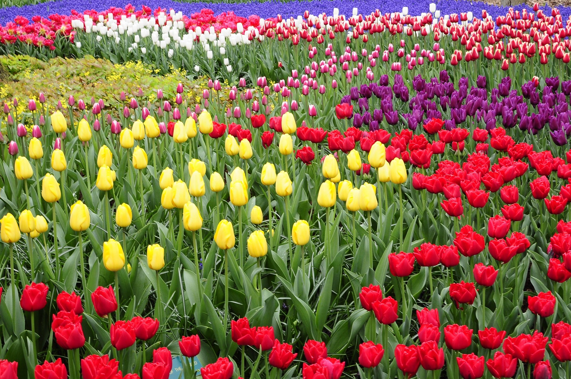 baruya-tulip-4600894_1920