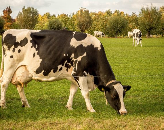 marcoallopes-cow-5381595_1920