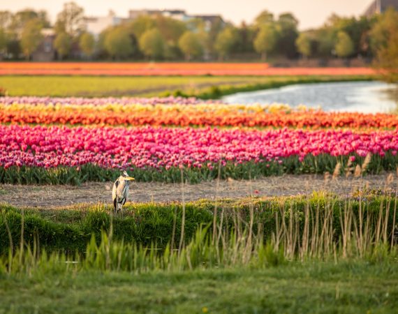 michael_luenen-heron-5097499_1920